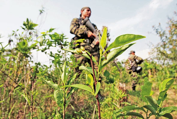 Cifras y narrativa de los cultivos de uso ilícito: otro frente de la guerra contra las drogas