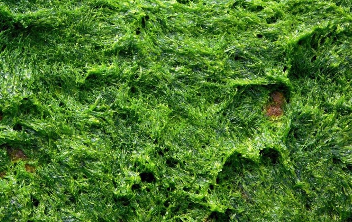 Establecen récord mundial de producción de algas como biocombustible para transporte