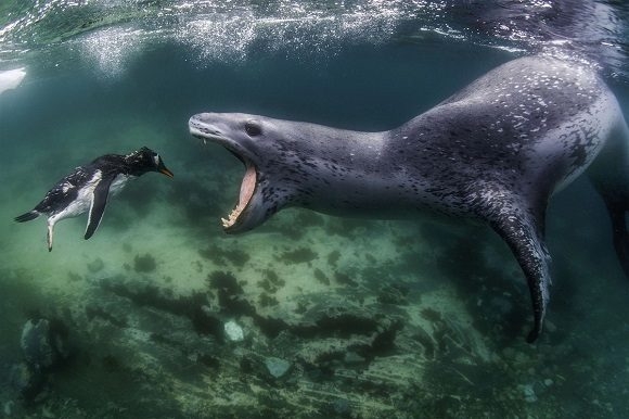 Vea las imágenes ganadoras del Premio Mundial de Fotografía de Naturaleza