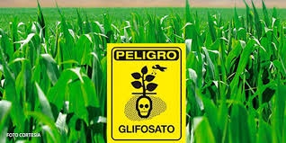 Nuevos impactos del glifosato