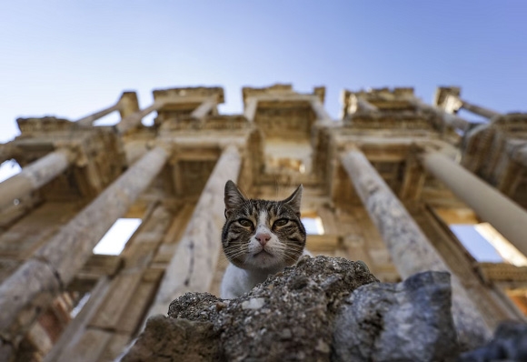En fotos, animales en las noticias