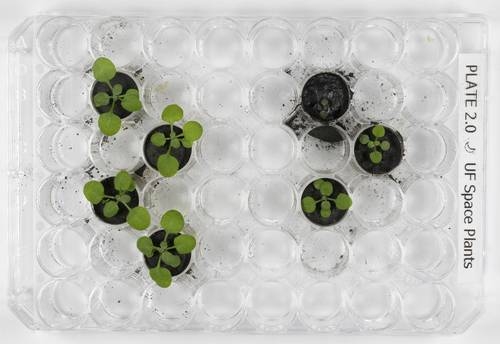 Científicos logran cultivar plantas en suelo lunar traído por el Apollo 11