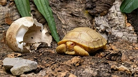 En fotos, primer ejemplar albino de tortuga gigante de las Galápagos (+ Video)