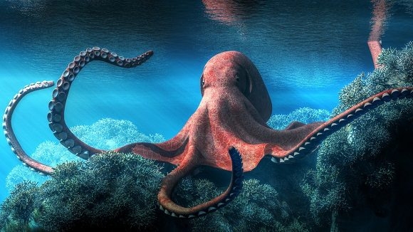 Estudio científico destaca que los pulpos comparten algunos genes cerebrales con los humanos