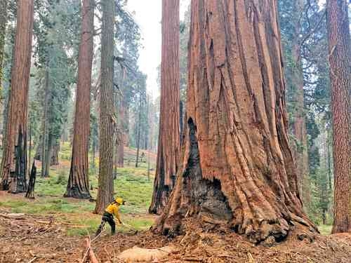 Se redujo en más de 60% la superficie forestal per cápita en el mundo