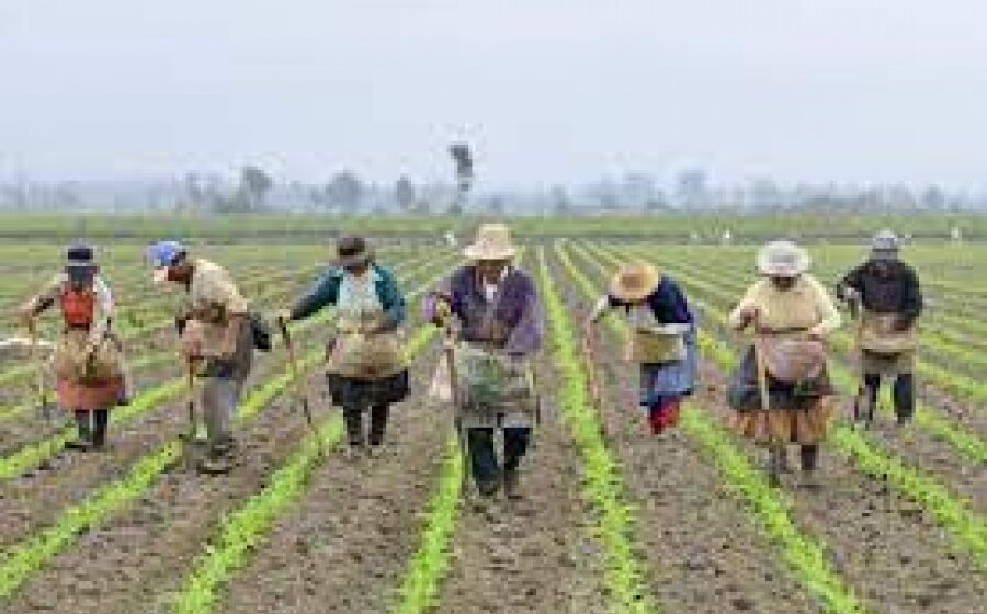 36294421b52efa98d7a7d9523029dc02_XL ¿La era de la reforma agraria?