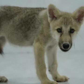 Científicos chinos presentan a Maya, primer ejemplar de lobo ártico clonado del mundo