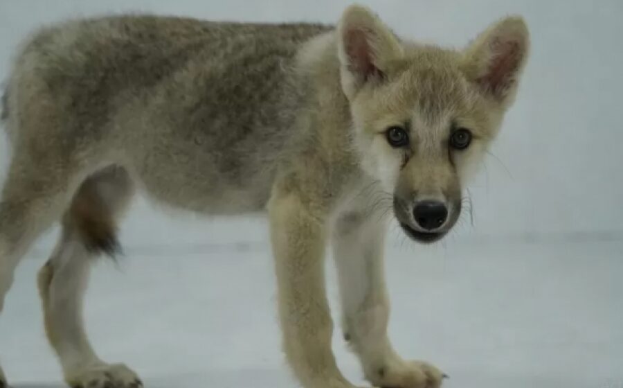 Científicos chinos presentan a Maya, primer ejemplar de lobo ártico clonado del mundo