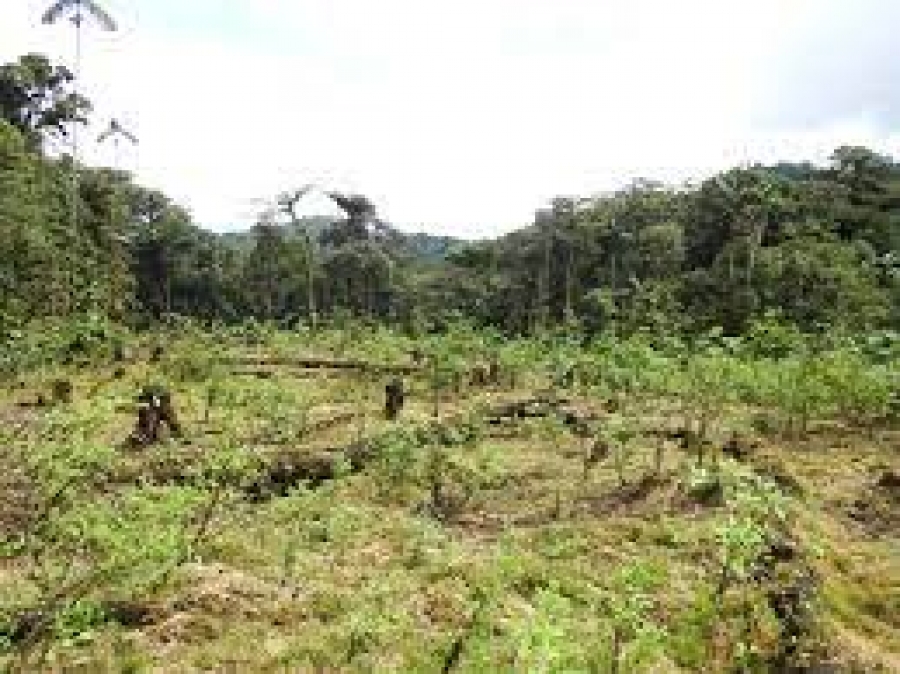 Cocaína, Amazonia y Paz Colombia: un mes del gobierno de Petro