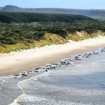 Hallan a unas 230 ballenas pilotos varadas en la costa de Tasmania; sólo vive la mitad