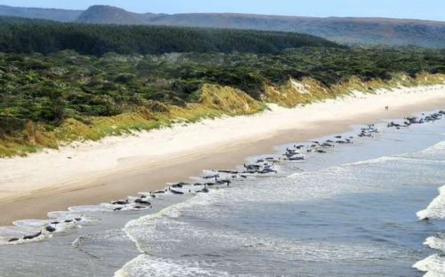 ballenas Hallan a unas 230 ballenas pilotos varadas en la costa de Tasmania; sólo vive la mitad
