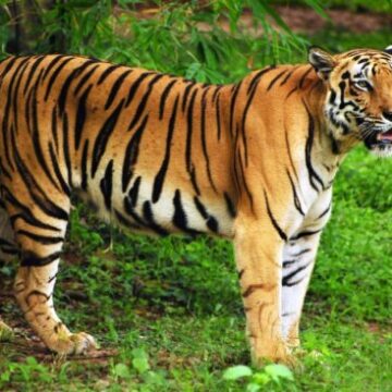 Animales de gran tamaño pueden coexistir ya con los humanos sin extinguirse: estudio