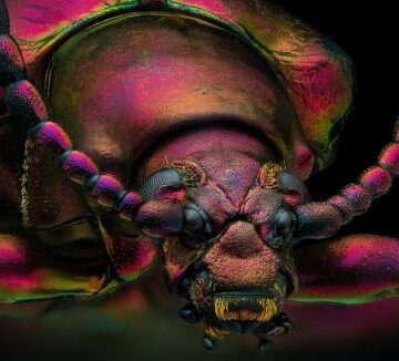 Fotografía microscópica: Hormiga con rostro de alienígena y otras extraordinarias imágenes de animales