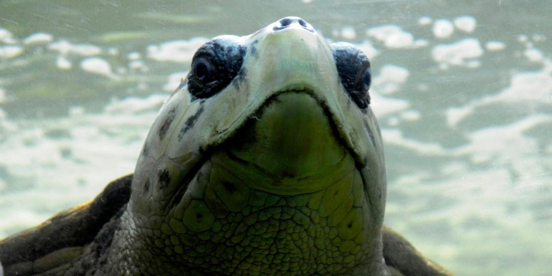 Descubren intercomunicación acústica en especies que eran consideradas mudas