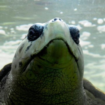Descubren intercomunicación acústica en especies que eran consideradas mudas
