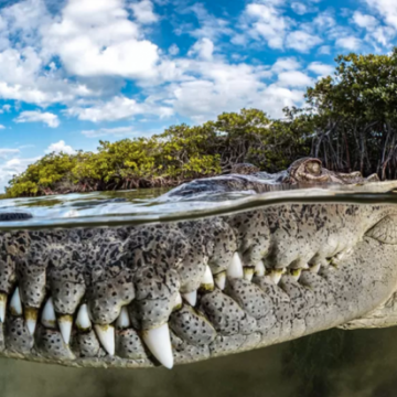 Cocodrilo-Cuba-580x412 Increíbles imágenes de los finalistas de los Mangrove Photography Awards