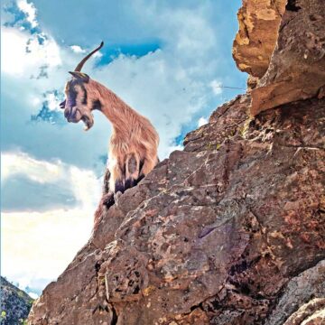 La memoria de las cabras