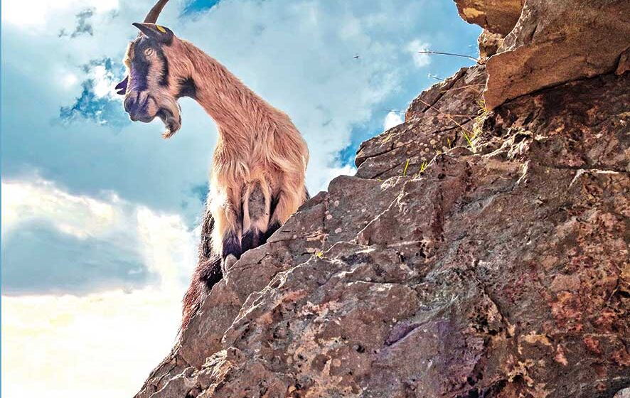 La memoria de las cabras