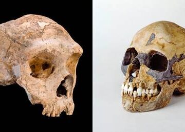Por el sexo, el Homo sapiens causó la desaparición de los neandertales: estudio