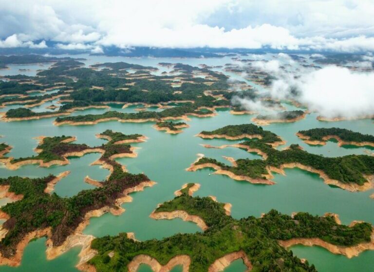 Con la biodiversidad acorralada, América Latina busca soluciones en la COP15