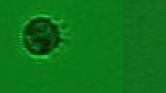 VIRUS Científicos hallan al primer microorganismo que se alimenta solo de virus
