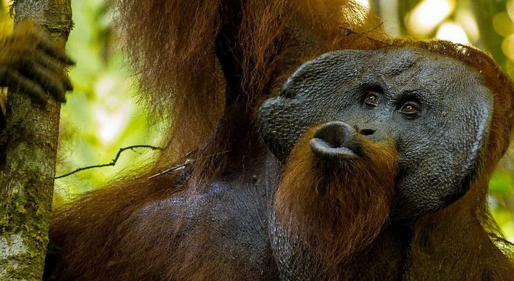 Análisis en orangutanes arroja luz sobre el origen del habla