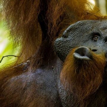 ciecia1 Análisis en orangutanes arroja luz sobre el origen del habla