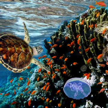 La pérdida de biodiversidad, la sexta gran extinción y la necesidad de actuar