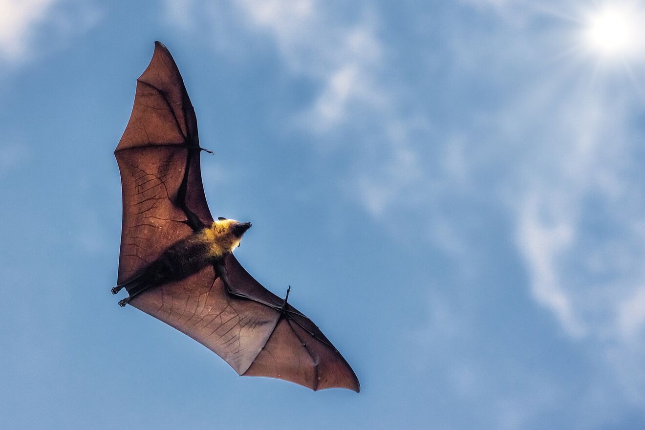 Superar la guerra contra los animales y la naturaleza: una lectura de El murciélago y el capital de Andreas Malm