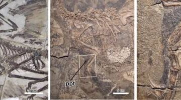 Analizan fósiles de terópodos para explicar evolución de brazos a alas