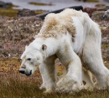En fotos, diez imágenes que hicieron que el mundo despertara ante el cambio climático