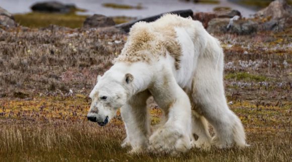 En fotos, diez imágenes que hicieron que el mundo despertara ante el cambio climático