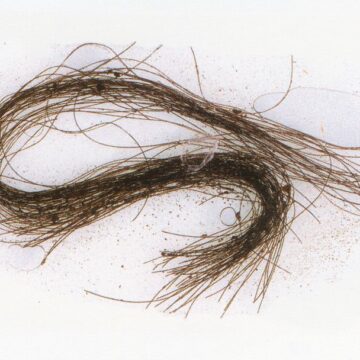 El mechón de pelo que muestra cómo se drogaban los humanos hace 3.000 años