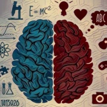 Enigmas del cerebro: ¿Qué debe saber sobre el neuromito de los hemisferios?