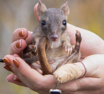Los mamíferos más evolucionados son los marsupiales, revelan