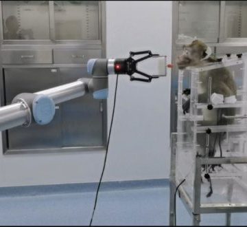 Científicos chinos conectan por primera vez una computadora al cerebro de un mono
