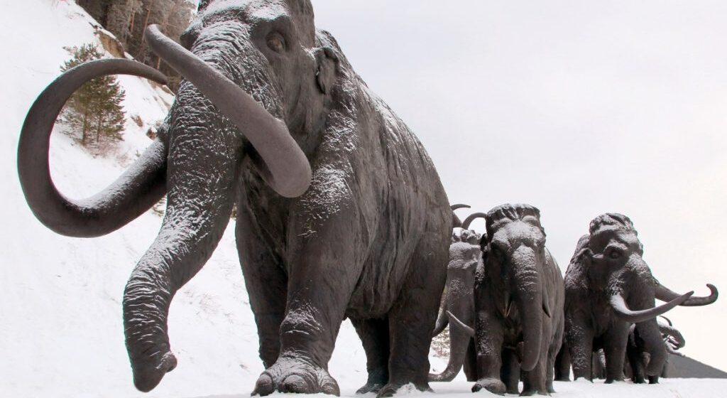 Un mamut volverá a la vida en 2027 tras miles de años en extinción: Otros milagros científicos con animales