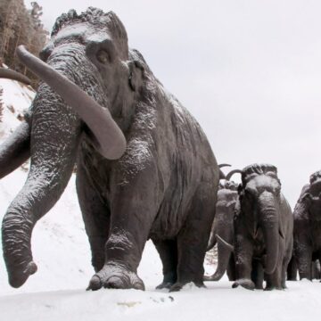 mamut Un mamut volverá a la vida en 2027 tras miles de años en extinción: Otros milagros científicos con animales