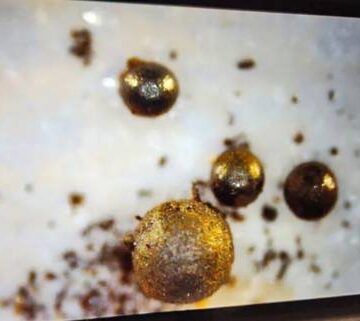 asteroiides Fragmentos de un misterioso meteorito podrían ser evidencia de una civilización extraterreste