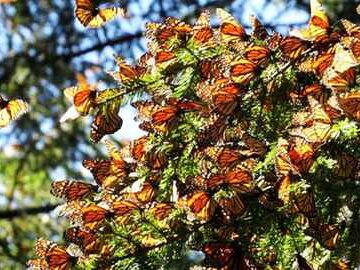 Compuesto de alas de las mariposas tiene potencial como nueva fuente de energía