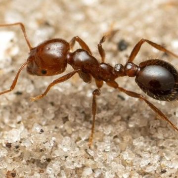 Hormigas «En los 80 ya sabíamos que las especies invasoras iban a ser un problema, pero lo dejamos pasar, ahora toca reaccionar»