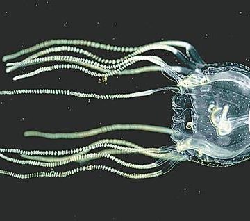 Las medusas pueden aprender de experiencias como los humanos, pese a no tener cerebro central
