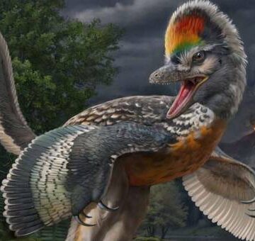 Fósil arroja luz en torno a una etapa evolutiva crucial en el origen de las aves