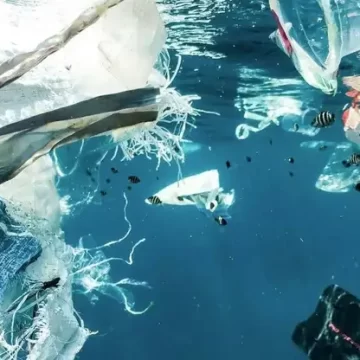 Modificación genética hace a organismo capaz de desbaratar PET en el mar
