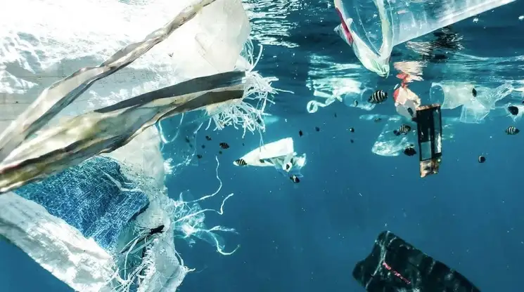ciencia La Jornada Modificación genética hace a organismo capaz de desbaratar PET en el mar