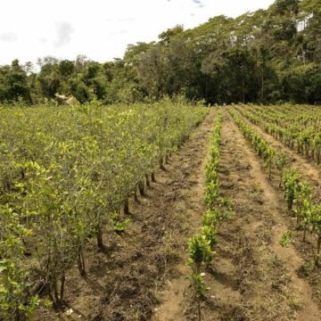 La prohibición de drogas daña el medioambiente