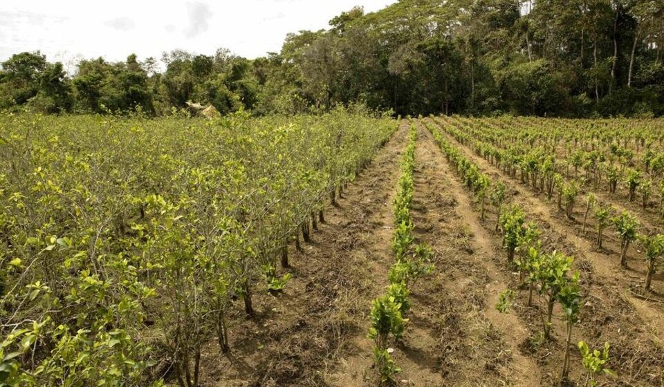 agro La prohibición de drogas daña el medioambiente