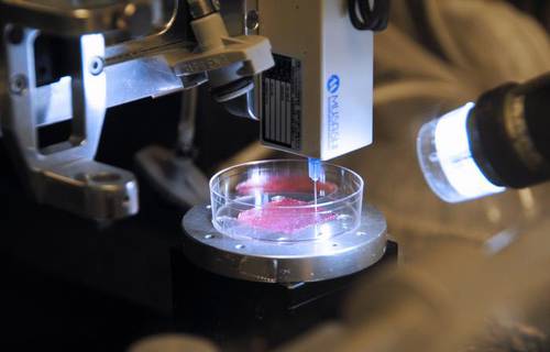 oiel Crean piel en laboratorio, útil para curar quemaduras graves