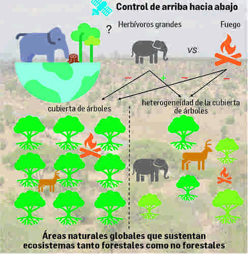 Herbívoros Los grandes herbívoros contribuyen a la diversidad de árboles