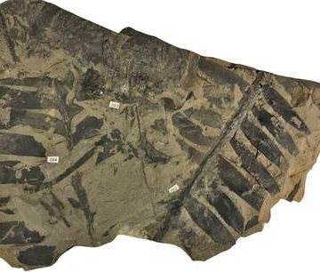 Especies de plantas sobrevivieron a la extinción de los dinosaurios al fijar nitrógeno atmosférico
